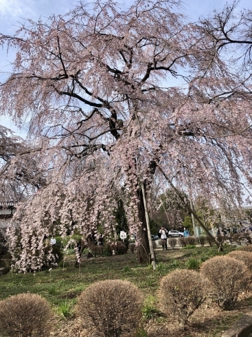 満開時の写真　その2「府中市東郷寺のしだれ桜(枝垂れ桜)開花状況、見頃の情報」