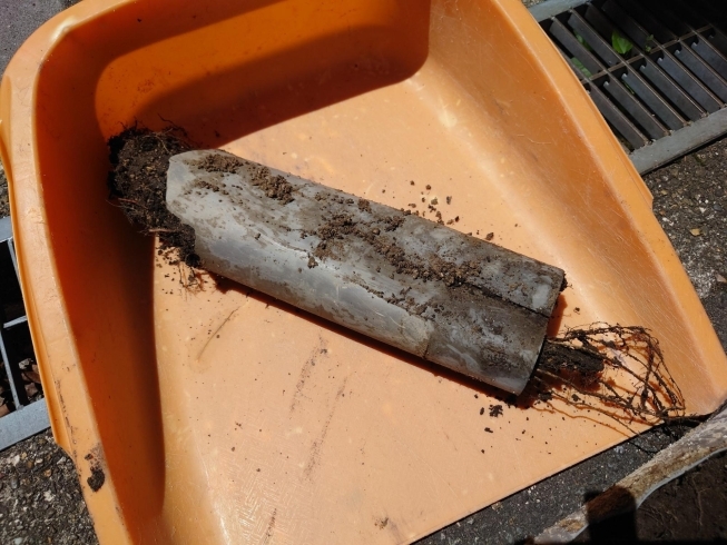 排水管に詰まっている木の根っこと土「木の根っこ、どこから出てきたでしょうか？」