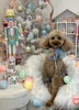 れおくん「MerryXmas🎄」