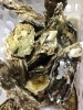 「魚魚市場鮮魚コーナーおすすめは「伊勢エビ」です♪」