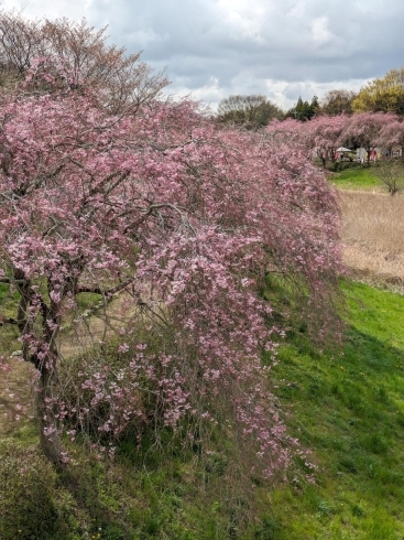 現在のシダレザクラ「4月8日時点での桜の開花状況🌸」