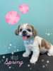 「可愛い子ちゃん♡Dog salon mofu mofu余市町」