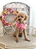 むぎくん「わんこと秋桜🐾」