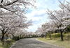 青葉の森公園「緑保健福祉センター・・・養育里親説明会開催！　子どもが家庭で育つ機会を　千葉事務所　都賀駅徒歩５分」