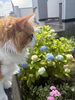 看板猫も花を眺めてます😸「浄化して空気の良い空間に✨最高のサポート役紫陽花が満開です🎶 【札幌北区篠路プライベートサロン　Te-tora】 美軸・数霊術カウンセリングも好評！脳波と骨格を整え睡眠の質を上げる安眠サロン」