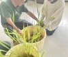超簡単！】誰にでもできるマコモの育て方 | まこも蒸しサロン-macomo