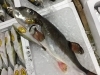 「魚魚市場鮮魚コーナーおすすめは「水イカ・カナトフグ」です♪」