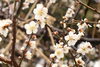白梅「お花見前に“梅見詣”」