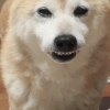 ゴン太