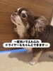 ふわふわ「native neemペットシャンプーでふわふわもふもふ」