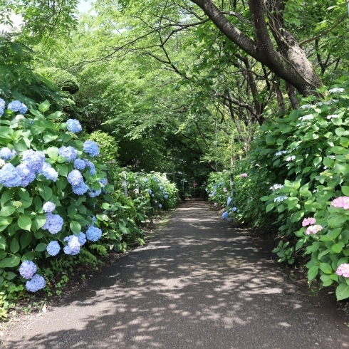 「川口市のオススメスポット　興禅院さん」