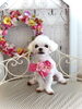ちゃちゃちゃん「わんこと秋桜🐶」