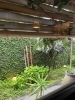 年々大きくなる蕃茉莉「庭を愛でながら」