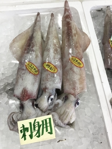 「魚魚市場鮮魚コーナーおすすめは「シマイサキ」です♪」
