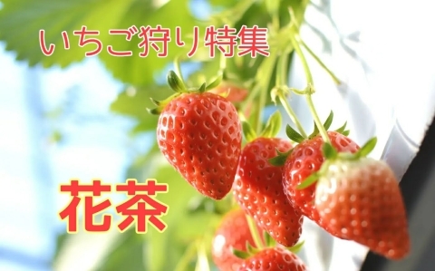 いちご狩り特集 まいぷれ 千歳 恵庭 いちご狩り特集 まいぷれ 千歳 恵庭