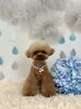 プチちゃん「わんこと梅雨☔️」