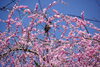 しだれ梅に鳩より少し小さい鳥が来ていました。「菜の花が咲きました。」