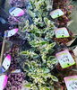 「観葉植物の仕入れ日です」