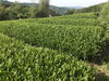 我が家のお茶畑　収穫前「黒板メニュー」