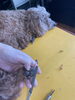 もちろんです‼️お任せください「高齢犬の皆さーん‼️」
