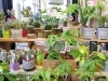 「【ホック皆生店】観葉植物」