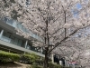4月11日（木）桜の開花情報 | 大阪市福島区の桜特集| まいぷれ