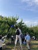 「地元の梅園で梅ちぎり！梅仕事しました。」