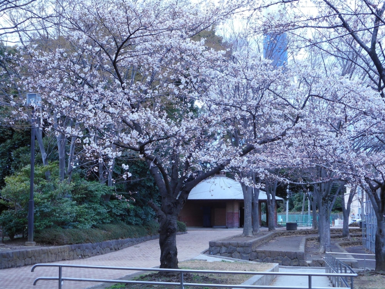 さくら 東方公園の広場の周りの桜 都筑区のお花見スポット まいぷれ 横浜市都筑区