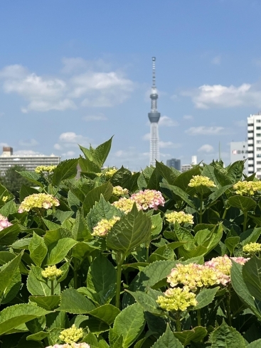 旧中川河川敷「紫陽花の季節　開花情報♪　古川親水公園・旧中川河川敷」