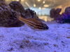 海水魚「会社にアクアリウムを/レンタル水槽/癒し/」