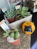 カボチャのおきもの「ハロウィンがやってくる」