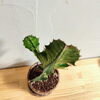 おすすめ！なんともいえないたたずまい「802PLANT SHOP おすすめ植物　ユーフォルビア　グランディアラータ　高さ40cm　横15cm 珍奇植物　さぼてん　多肉　八王子」