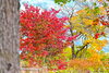 山野草公園「入笠山の絵画のような世界へ ～入笠湿原の草紅葉と山野草公園の紅いモミジたち～」