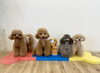 にこ☆とわ☆スタッフコロ☆リリー☆ハッピー「ましゅまろ幼稚園🐾」