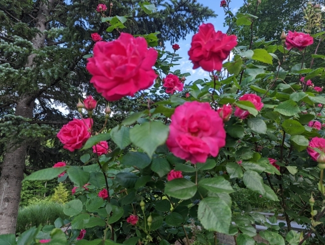 薔薇ジャムやローズシロップになる「札幌・定山渓｜初夏のオーチャードガーデンが見ごろ」