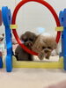 同時ジャンプの練習中〜「ましゅまろ幼稚園🐾」