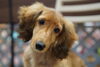 ミニチュアダックス　オス「シュナウザーの子犬」