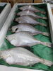 「📣本日入荷のお魚情報🐟  」