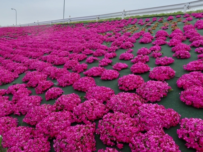 今が見頃です☆「花言葉は【思いやり】チューリップ2万球が江戸川柴又河川敷で綺麗に咲いてます♪土手の芝桜も見頃！」