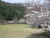 「桜が咲きました」