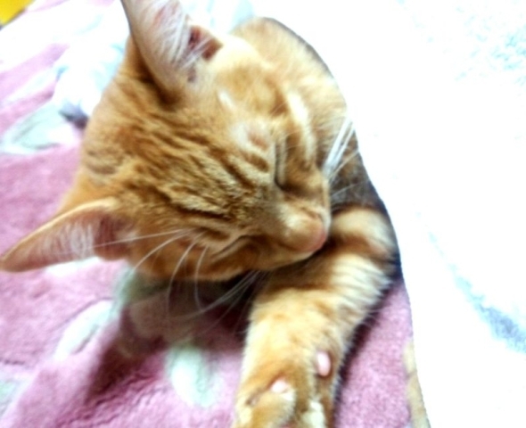 尾曲がり猫 ってどんな猫 知っているとちょっと幸せになる豆知識 くらしの便利帳 佐賀 まいぷれ 佐賀 神埼