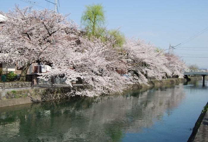 疏水（鴨川運河）