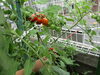 「野菜を収穫しました🍅」