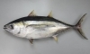 メバチマグロ「魚の雑学　マグロの雑学（１）　マグロの種類　by ショッパー桜川」