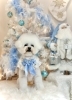 2025Merry Xmas🎄 | MARSHMALLOW・DOG（マシュマロ ドッグ）のニュース
