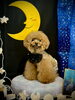 もん太くん「お月さまとわんこ🌛」