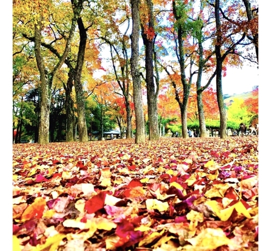 「奈良をお散歩　〜奈良公園の紅葉〜」