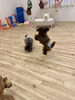 もっちーちゃんジャンプ「ましゅまろ幼稚園🐾」