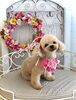 モモちゃん「わんこと秋桜　🐾」