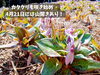「カタクリと桜のスポット、小出公園でランチ！おおももさんの出来立てお弁当、最高です。」